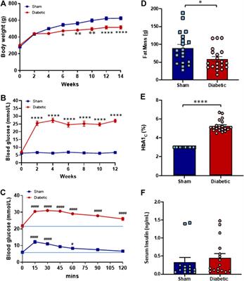 Diabetes Attenuates the Contribution of Endogenous Nitric Oxide but Not Nitroxyl to Endothelium Dependent Relaxation of Rat Carotid Arteries